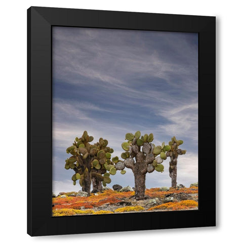 Carpet weed along with Opuntia prickly pear cactus-South Plaza Island-Galapagos Islands-Ecuador Black Modern Wood Framed Art Print by Jones, Adam