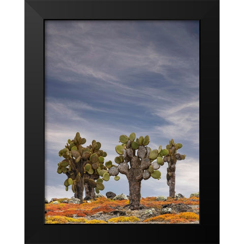 Carpet weed along with Opuntia prickly pear cactus-South Plaza Island-Galapagos Islands-Ecuador Black Modern Wood Framed Art Print by Jones, Adam