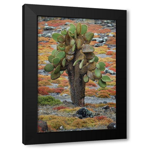 Carpet weed along with Opuntia prickly pear cactus-South Plaza Island-Galapagos Islands-Ecuador Black Modern Wood Framed Art Print by Jones, Adam