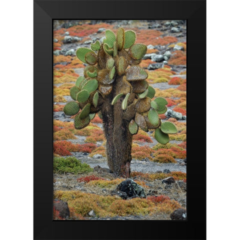 Carpet weed along with Opuntia prickly pear cactus-South Plaza Island-Galapagos Islands-Ecuador Black Modern Wood Framed Art Print by Jones, Adam