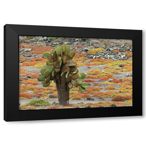 Carpet weed along with Opuntia prickly pear cactus-South Plaza Island-Galapagos Islands-Ecuador Black Modern Wood Framed Art Print by Jones, Adam