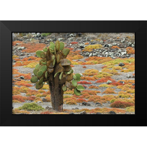 Carpet weed along with Opuntia prickly pear cactus-South Plaza Island-Galapagos Islands-Ecuador Black Modern Wood Framed Art Print by Jones, Adam