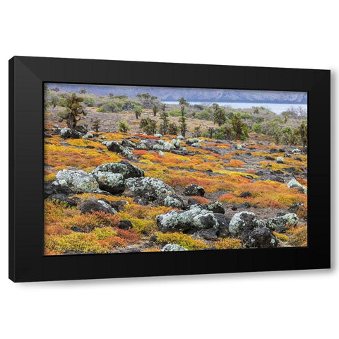 Carpet weed along with Opuntia prickly pear cactus-South Plaza Island-Galapagos Islands-Ecuador Black Modern Wood Framed Art Print with Double Matting by Jones, Adam