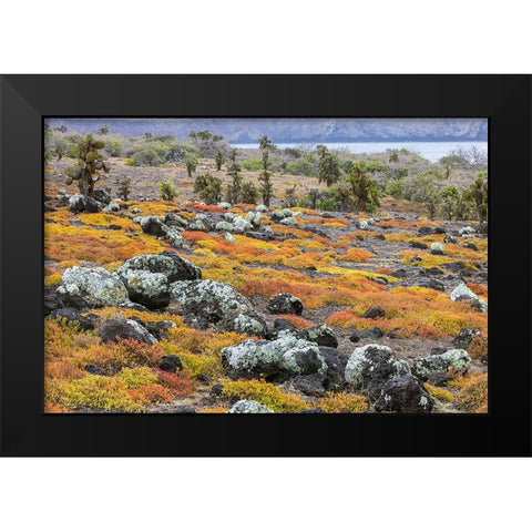 Carpet weed along with Opuntia prickly pear cactus-South Plaza Island-Galapagos Islands-Ecuador Black Modern Wood Framed Art Print by Jones, Adam
