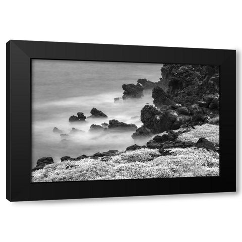 Rocky shoreline covered in Sesuvium-South Plaza Island-Galapagos Islands-Ecuador Black Modern Wood Framed Art Print with Double Matting by Jones, Adam