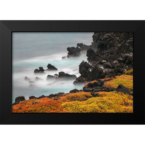 Rocky shoreline covered in Sesuvium-South Plaza Island-Galapagos Islands-Ecuador Black Modern Wood Framed Art Print by Jones, Adam