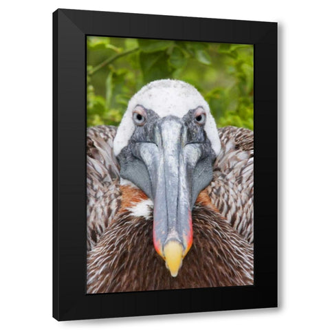 Ecuador, Galapagos Islands, Brown pelican on nest Black Modern Wood Framed Art Print with Double Matting by Morris, Arthur