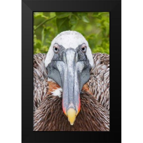 Ecuador, Galapagos Islands, Brown pelican on nest Black Modern Wood Framed Art Print by Morris, Arthur