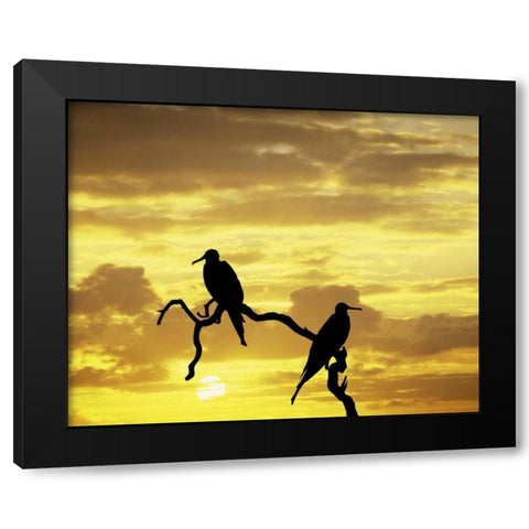 Ecuador, Galapagos Silhouette of frigate birds Black Modern Wood Framed Art Print by Zuckerman, Jim