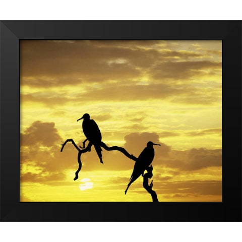 Ecuador, Galapagos Silhouette of frigate birds Black Modern Wood Framed Art Print by Zuckerman, Jim