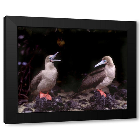 Ecuador, Galapagos Islands Red-footed boobies Black Modern Wood Framed Art Print with Double Matting by Zuckerman, Jim