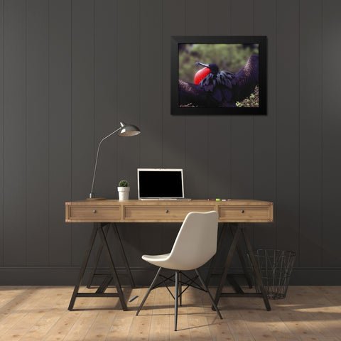 Ecuador, Galapagos Spread-eagled frigatebird Black Modern Wood Framed Art Print by Zuckerman, Jim