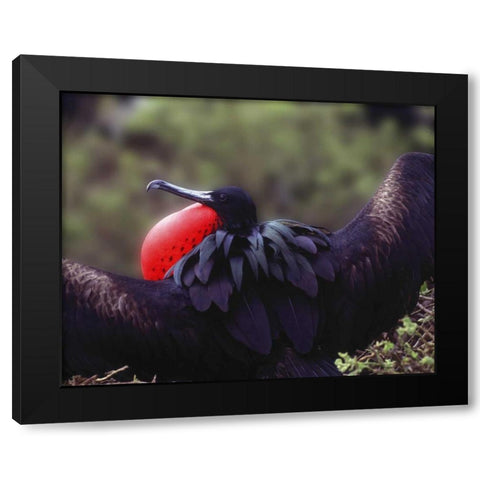 Ecuador, Galapagos Spread-eagled frigatebird Black Modern Wood Framed Art Print with Double Matting by Zuckerman, Jim