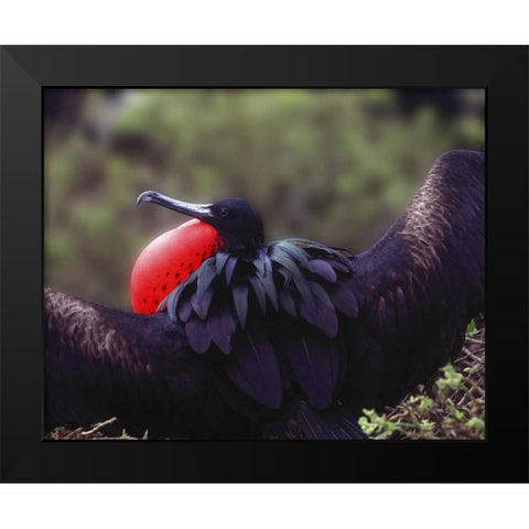 Ecuador, Galapagos Spread-eagled frigatebird Black Modern Wood Framed Art Print by Zuckerman, Jim
