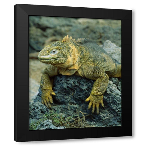 Ecuador, Galapagos Islands Detail of land iguana Black Modern Wood Framed Art Print by Zuckerman, Jim