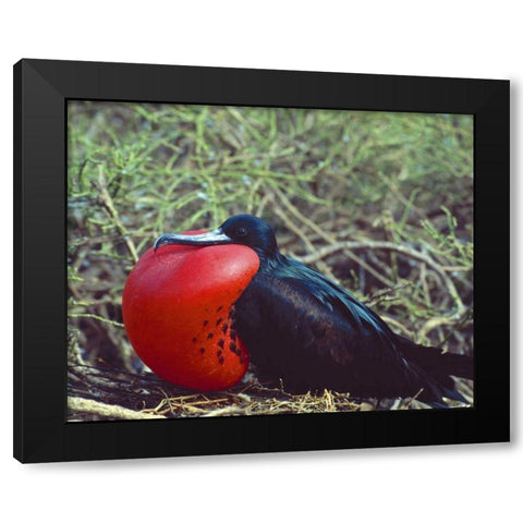 Ecuador, Galapagos Frigatebird with red pouch Black Modern Wood Framed Art Print with Double Matting by Zuckerman, Jim