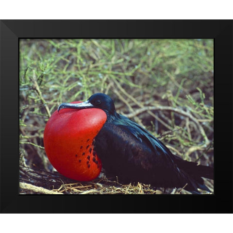 Ecuador, Galapagos Frigatebird with red pouch Black Modern Wood Framed Art Print by Zuckerman, Jim