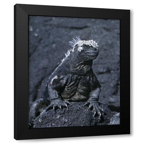 Ecuador, Galapagos Islands Marine iguana Black Modern Wood Framed Art Print by Zuckerman, Jim