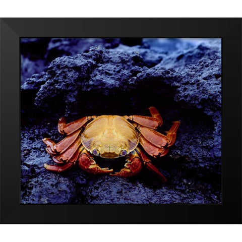 Ecuador, Galapagos Sally lightfoot crab Black Modern Wood Framed Art Print by Zuckerman, Jim