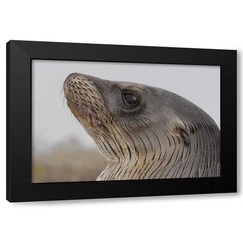 Ecuador, Galapagos, Espanola Island Sea-lion Black Modern Wood Framed Art Print by Morris, Arthur