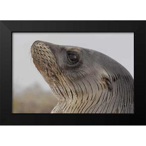 Ecuador, Galapagos, Espanola Island Sea-lion Black Modern Wood Framed Art Print by Morris, Arthur