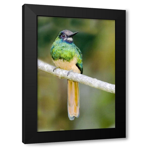 Ecuador, Napo Reserve Rufous-tailed jacamar Black Modern Wood Framed Art Print by Williams, Joanne