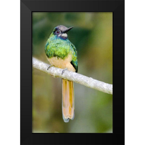 Ecuador, Napo Reserve Rufous-tailed jacamar Black Modern Wood Framed Art Print by Williams, Joanne