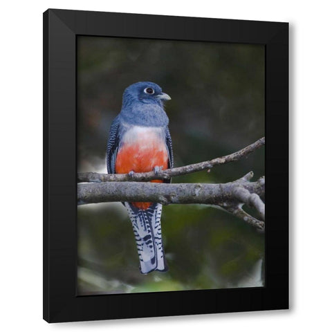Ecuador Blue-crowned trogon on branch Black Modern Wood Framed Art Print with Double Matting by Williams, Joanne