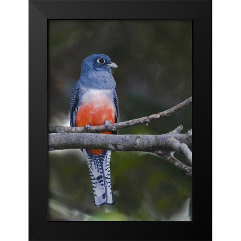 Ecuador Blue-crowned trogon on branch Black Modern Wood Framed Art Print by Williams, Joanne