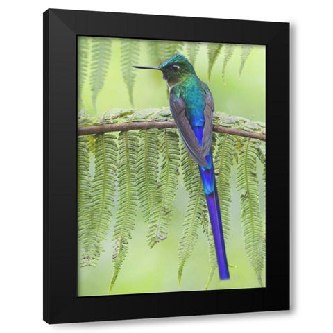 Ecuador Violet-tailed sylph on fern branch Black Modern Wood Framed Art Print with Double Matting by Williams, Joanne