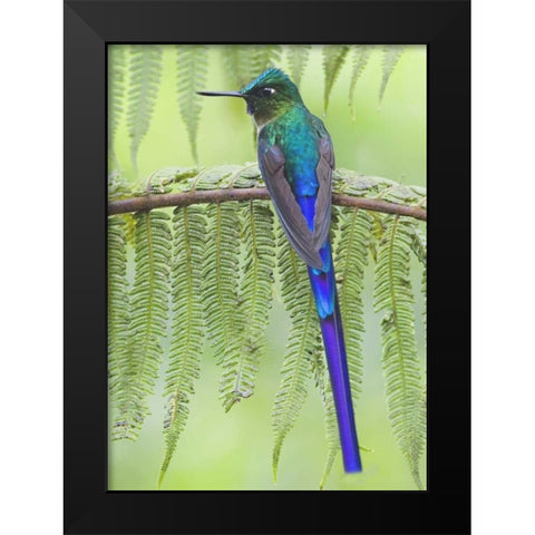 Ecuador Violet-tailed sylph on fern branch Black Modern Wood Framed Art Print by Williams, Joanne