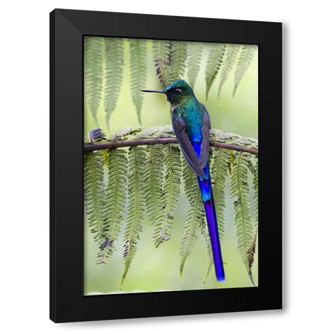 Ecuador Violet-tailed sylph on fern branch Black Modern Wood Framed Art Print with Double Matting by Williams, Joanne