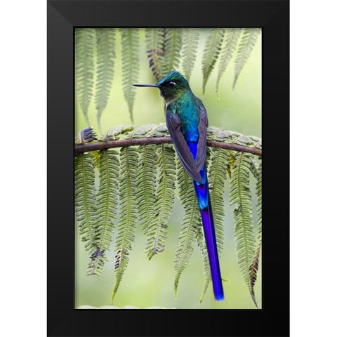 Ecuador Violet-tailed sylph on fern branch Black Modern Wood Framed Art Print by Williams, Joanne
