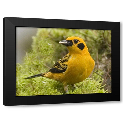 Ecuador Golden tanager feeding in foliage Black Modern Wood Framed Art Print by Williams, Joanne