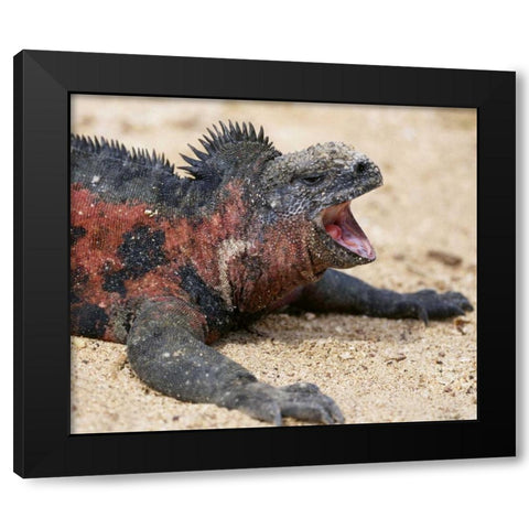 Ecuador, Galapagos Islands A marine iguana Black Modern Wood Framed Art Print with Double Matting by Kaveney, Wendy