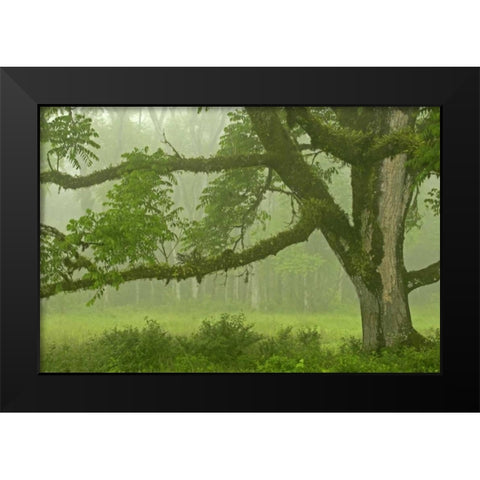 Ecuador, Santa Cruz Island Mossy tree and fog Black Modern Wood Framed Art Print by Illg, Cathy and Gordon
