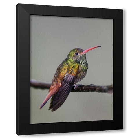 Ecuador Rufous-tailed hummingbird on limb Black Modern Wood Framed Art Print with Double Matting by Morris, Arthur