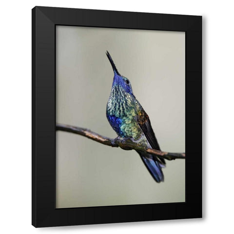 Ecuador Sparkling violet-ear hummingbird sings Black Modern Wood Framed Art Print with Double Matting by Morris, Arthur
