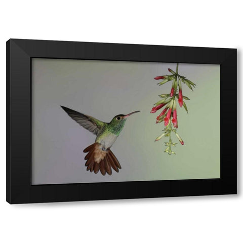 Ecuador,  Rufous-tailed hummingbird at flower Black Modern Wood Framed Art Print with Double Matting by Morris, Arthur