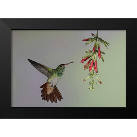 Ecuador,  Rufous-tailed hummingbird at flower Black Modern Wood Framed Art Print by Morris, Arthur
