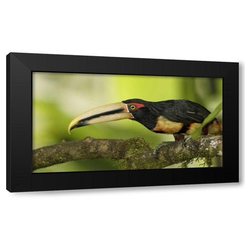 Ecuador, Los Bancos Pale-mandible aricari bird Black Modern Wood Framed Art Print by Morris, Arthur