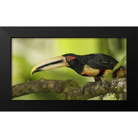 Ecuador, Los Bancos Pale-mandible aricari bird Black Modern Wood Framed Art Print by Morris, Arthur