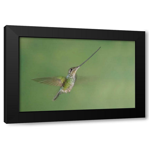 Ecuador, Guango Lodge Swordbilled hummingbird Black Modern Wood Framed Art Print by Morris, Arthur