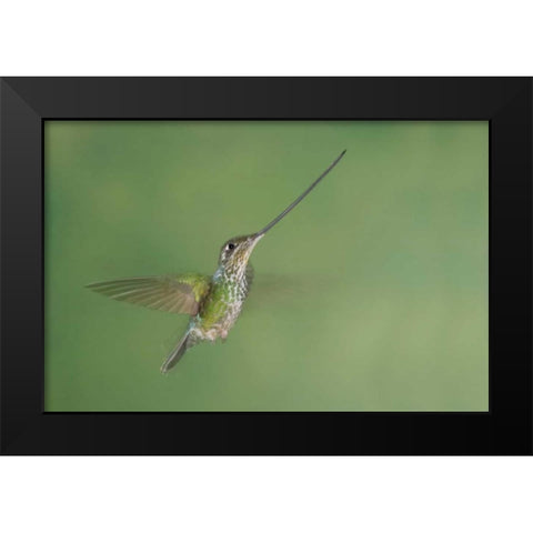 Ecuador, Guango Lodge Swordbilled hummingbird Black Modern Wood Framed Art Print by Morris, Arthur