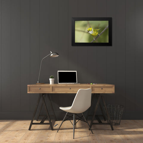 Ecuador, Los Bancos Silver-necked tanager Black Modern Wood Framed Art Print by Morris, Arthur