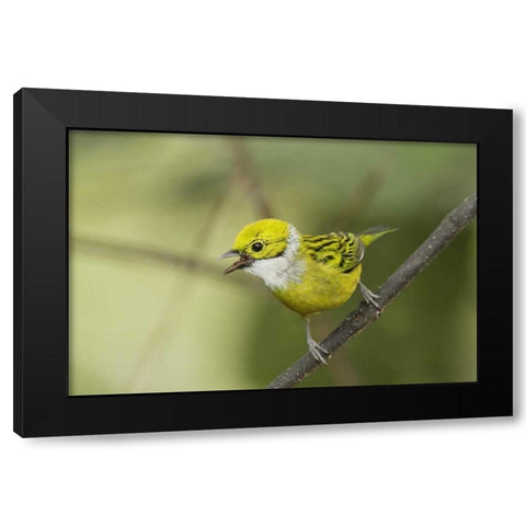 Ecuador, Los Bancos Silver-necked tanager Black Modern Wood Framed Art Print by Morris, Arthur