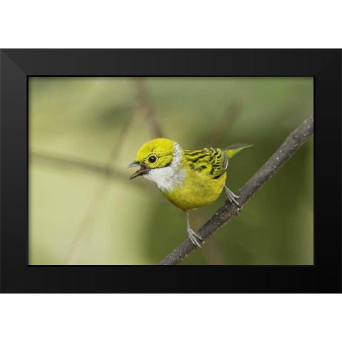 Ecuador, Los Bancos Silver-necked tanager Black Modern Wood Framed Art Print by Morris, Arthur