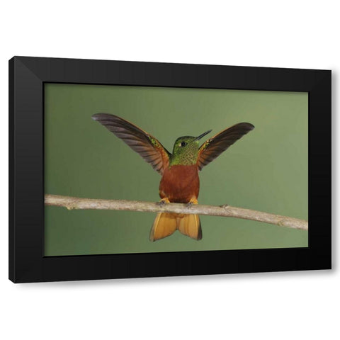 Ecuador Chestnut-breasted coronet displaying Black Modern Wood Framed Art Print by Morris, Arthur