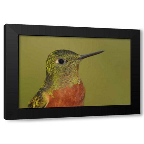 Ecuador Chestnut-breasted coronet bird Black Modern Wood Framed Art Print by Morris, Arthur