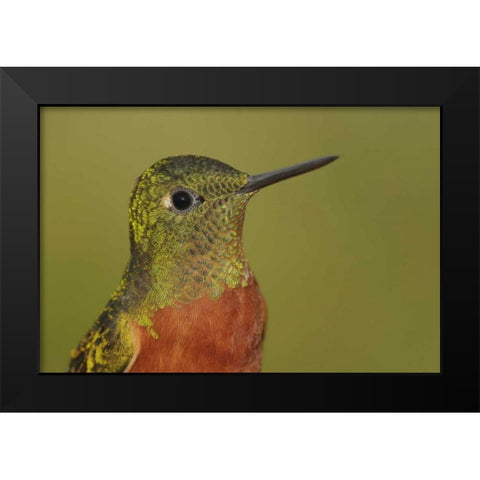 Ecuador Chestnut-breasted coronet bird Black Modern Wood Framed Art Print by Morris, Arthur